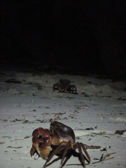 landcrab